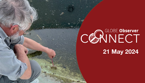 A man uses a small net to scoop mosquito larvae from a pool of dirty standing water. On the right is the text GLOBE Observer Connect 21 May 2024.