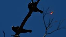 Two birds perch on a branch against a darkened sky with a partially eclipsed Sun.