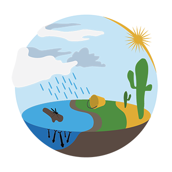 Graphic shows a freshwater pond containing mosquito larvae, transitioning into a grassy area with rain falling transitioning into a dry desert with saguaro cactuses.