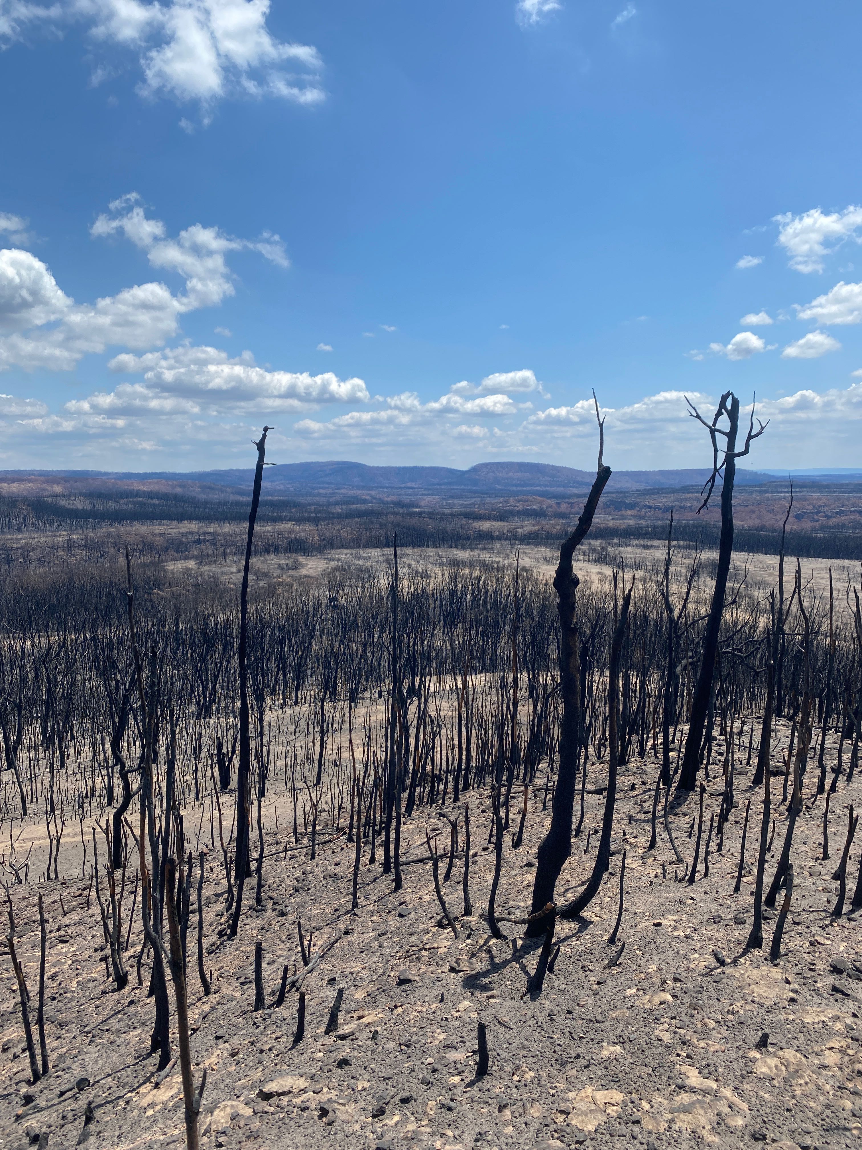 Image showing a landscape after a fire