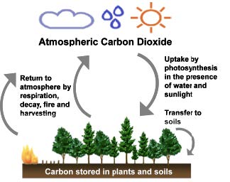 Simple diagram of the portion of the carbon cycle involving trees.