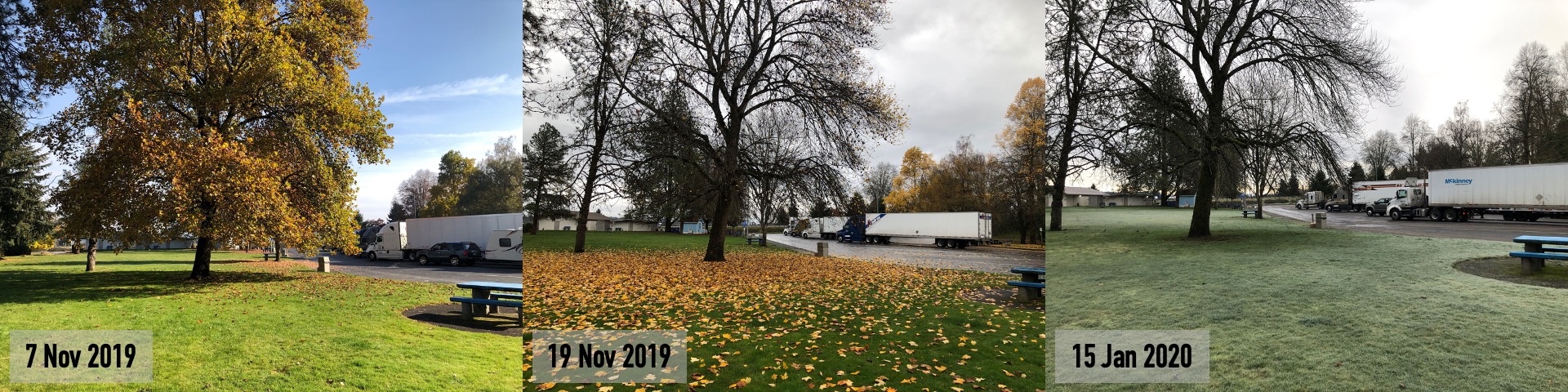 Image of a landscape with a tree showing seasonal changes.