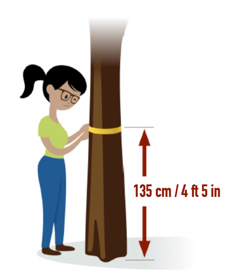Diagram depicting the proper height at which to measure circumference of a tree.
