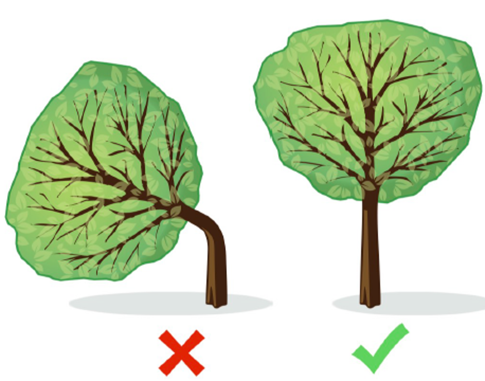 Depiction of the type of tree to measure, straight and not bent over.