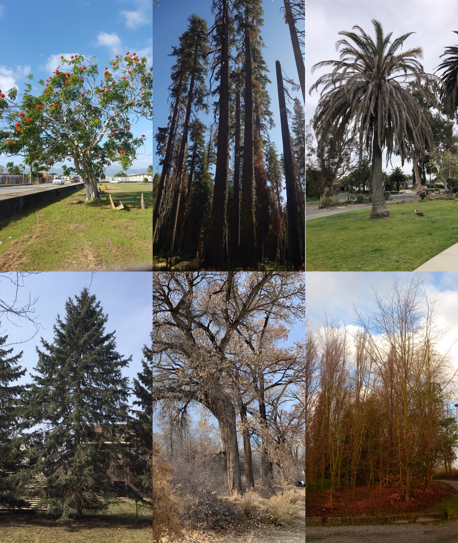 Examples of different types of trees