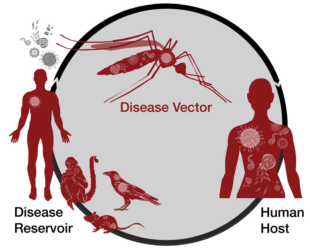 Diagram showing the process of a disease vector.