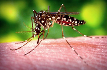 Close-up image of mosquito sucking blood.