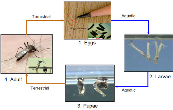 Diagram of mosquito life cycle, from eggs (aquatic) to larvae (aquatic) to pupae (terrestial) to adult (terrestial).