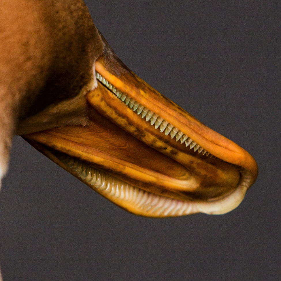 Image of the bottom of a duck beak.