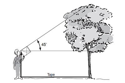 Illustration showing how to measure tree height.