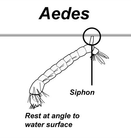 Illustration of Aedes mosquito larvae, showing where the siphon is and how it rests at angle to water surface.