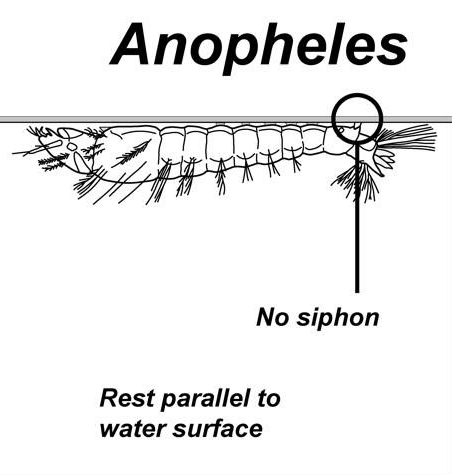 Illustration of Anopheles mosquito larvae, showing there is no siphon and that it rests parallel to water surface.