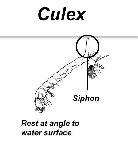 Illustration of Culex mosquito larvae, showing where the siphon is and how it rests at angle to water surface.
