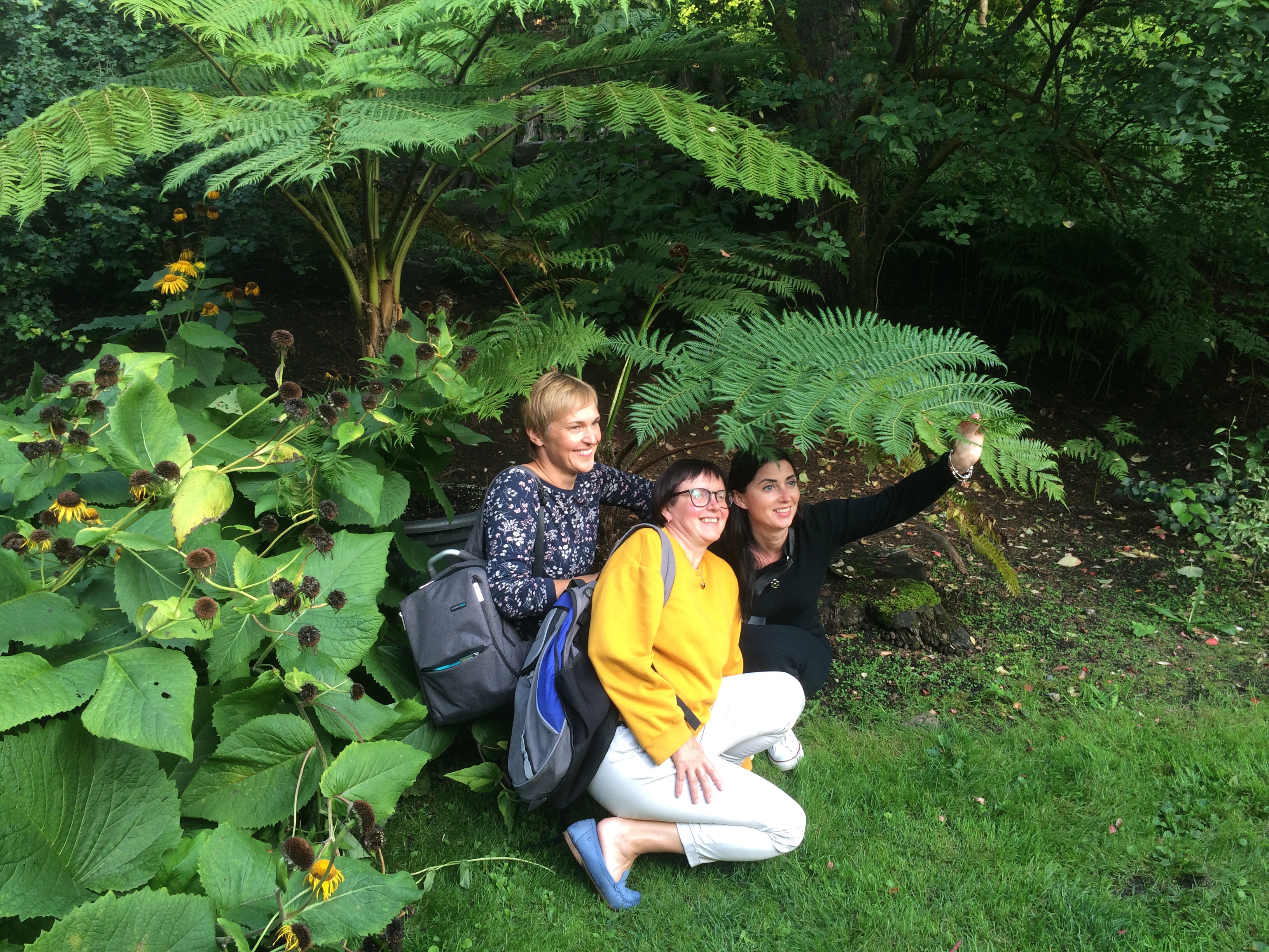 Giant fern in botanical garden