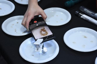 Mosquito larvae observation.