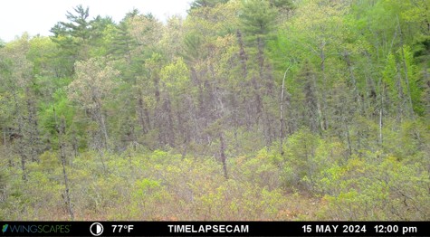 Forest time lapse image.