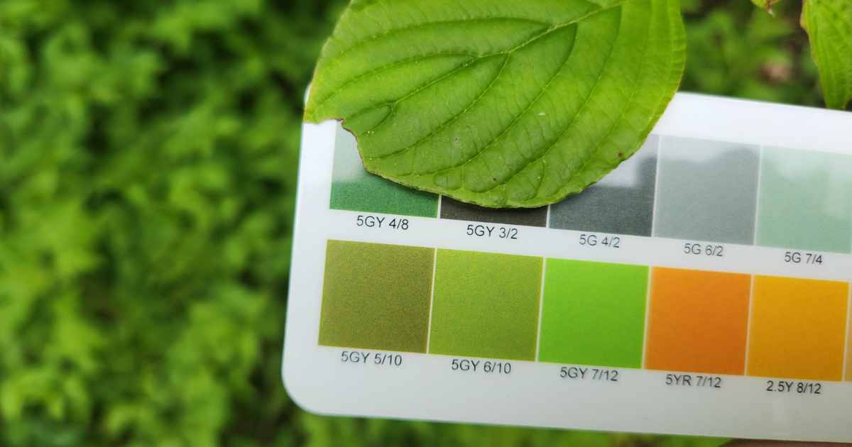 Phenology ruler.