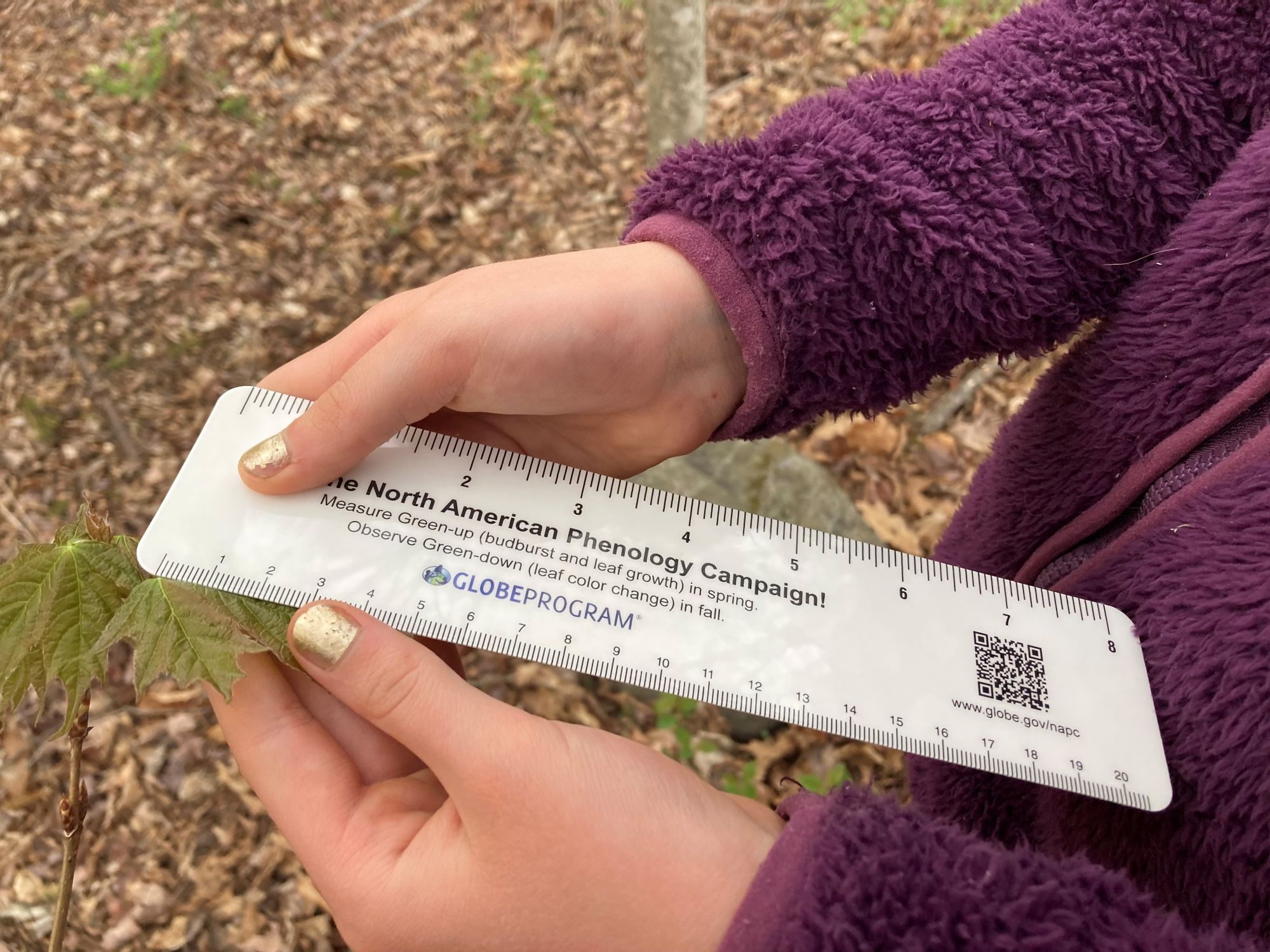 a young person holds a ruler against a small maple leaf to measure leaf growth using the GLOBE Green-Up protocol