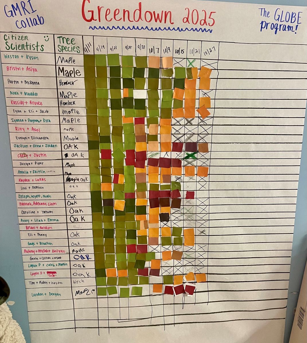 a classroom chart shows changing leaf colors throughout the fall season using colored squares, one for each date an observation was made and with a row for each tree observed by the students