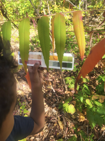 a student holds a GLOBE color guide ruler, with multiple colors to observe leaf color change, against sumac leaves