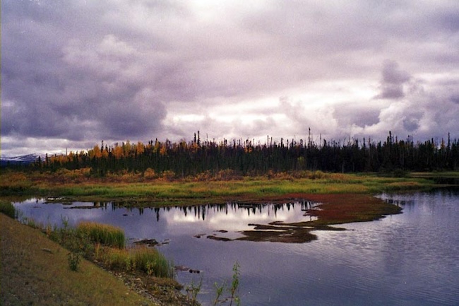 Wetlands