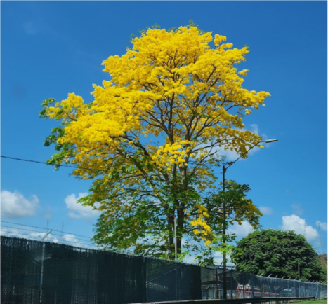 Tebebuia tree with yellow leaves