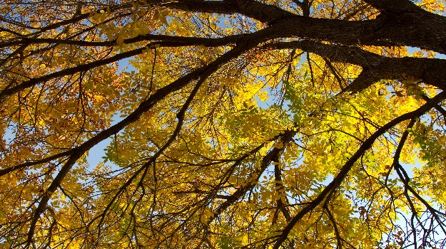   yellow leaves on a tree