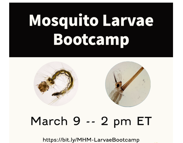 GMM 09 March webinar shareable. showing a larvae  