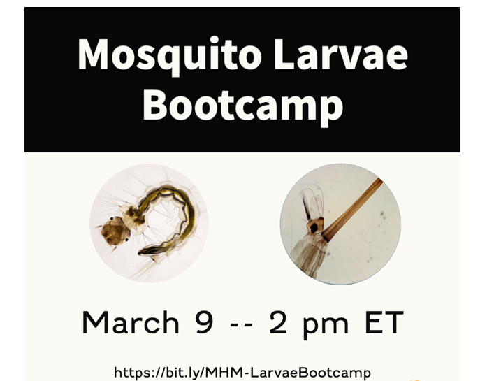 GMM 09 March webinar shareable, showing a larvae  