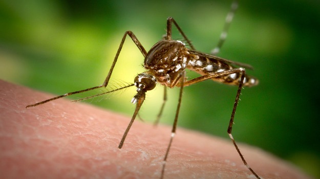   a mosquito on a person's arm