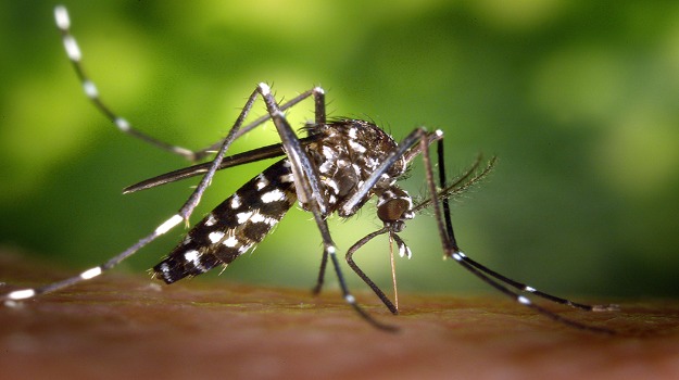   Mosquito on a person's arm