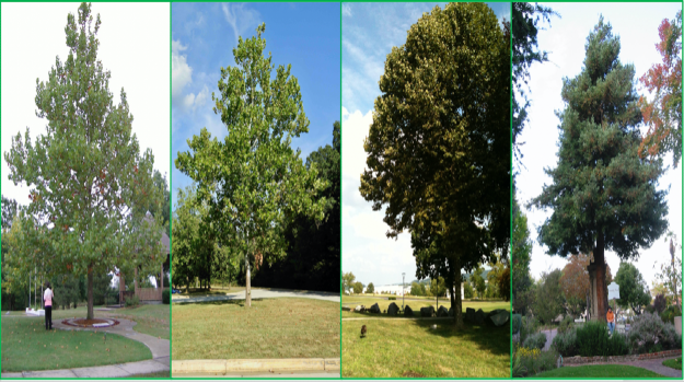   Image of different NASA Moon trees