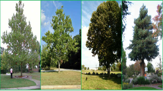   Many full-grown NASA Moon trees