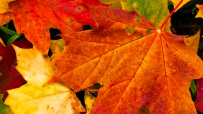 Photo of changing fall leaves