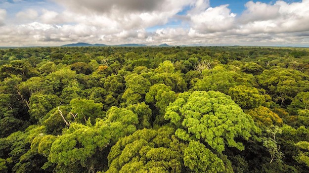  Overhead shot of trees in a forest