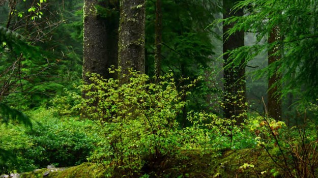   Trees and shrubs in a dense forest