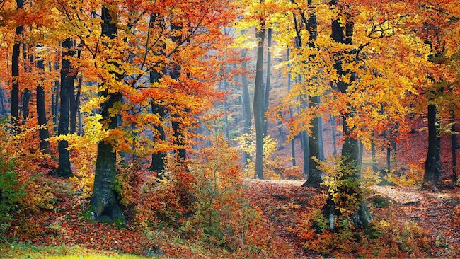 Colorful Autumn trees in oranges and reds