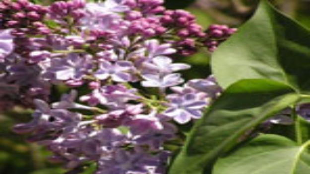   Lilacs