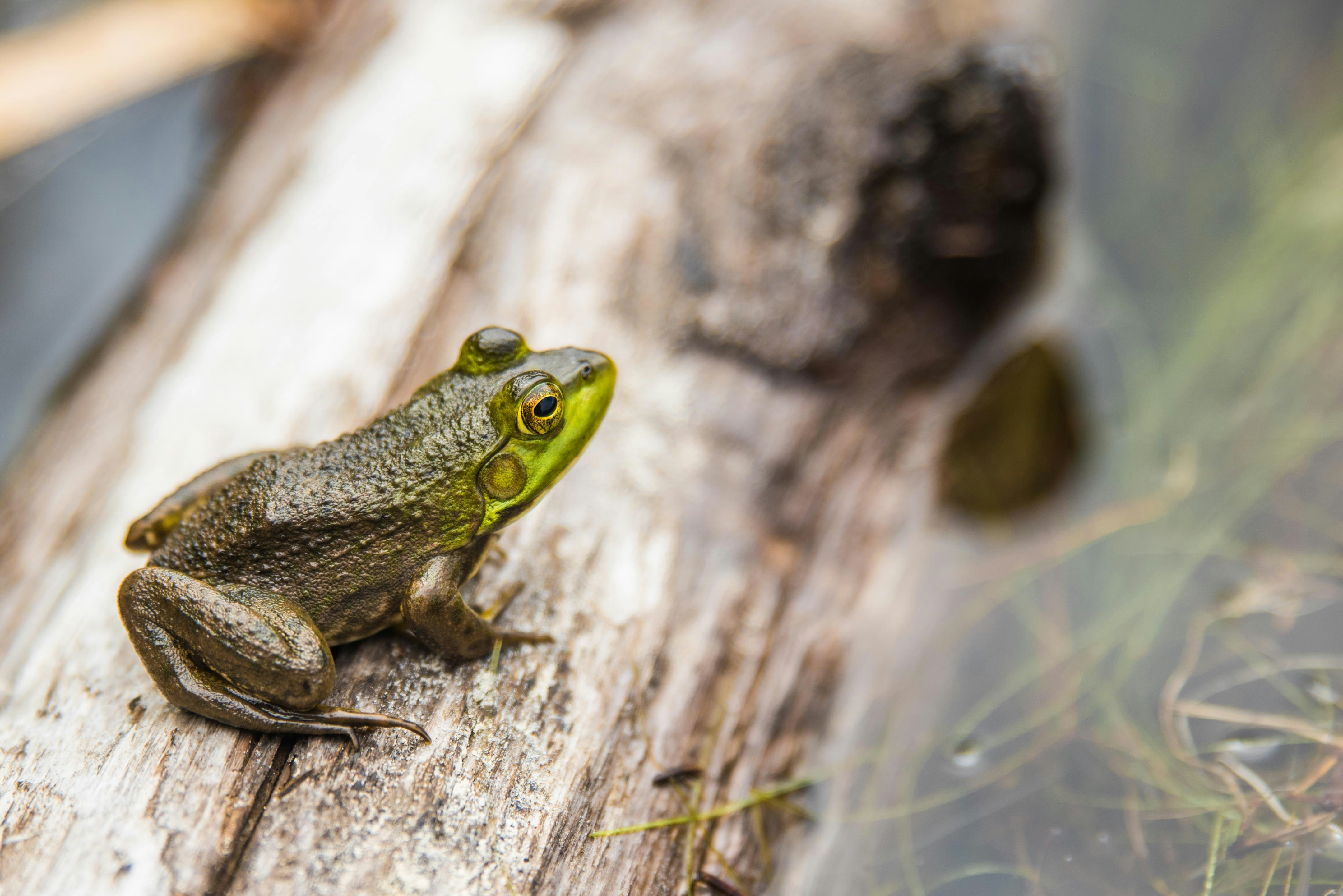   Frog on a log. Photo by Jared Evans on Unsplash.