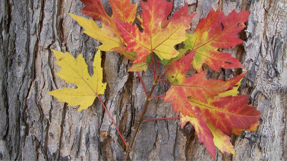 several maple leaves of different colors, from yellow to orange to red, are propped against the bark of a maple tree