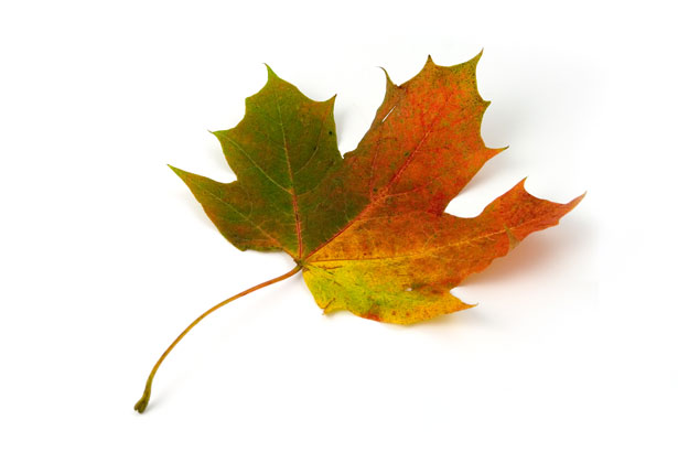   Maple leaf changing color, image by Petr Kratochvil