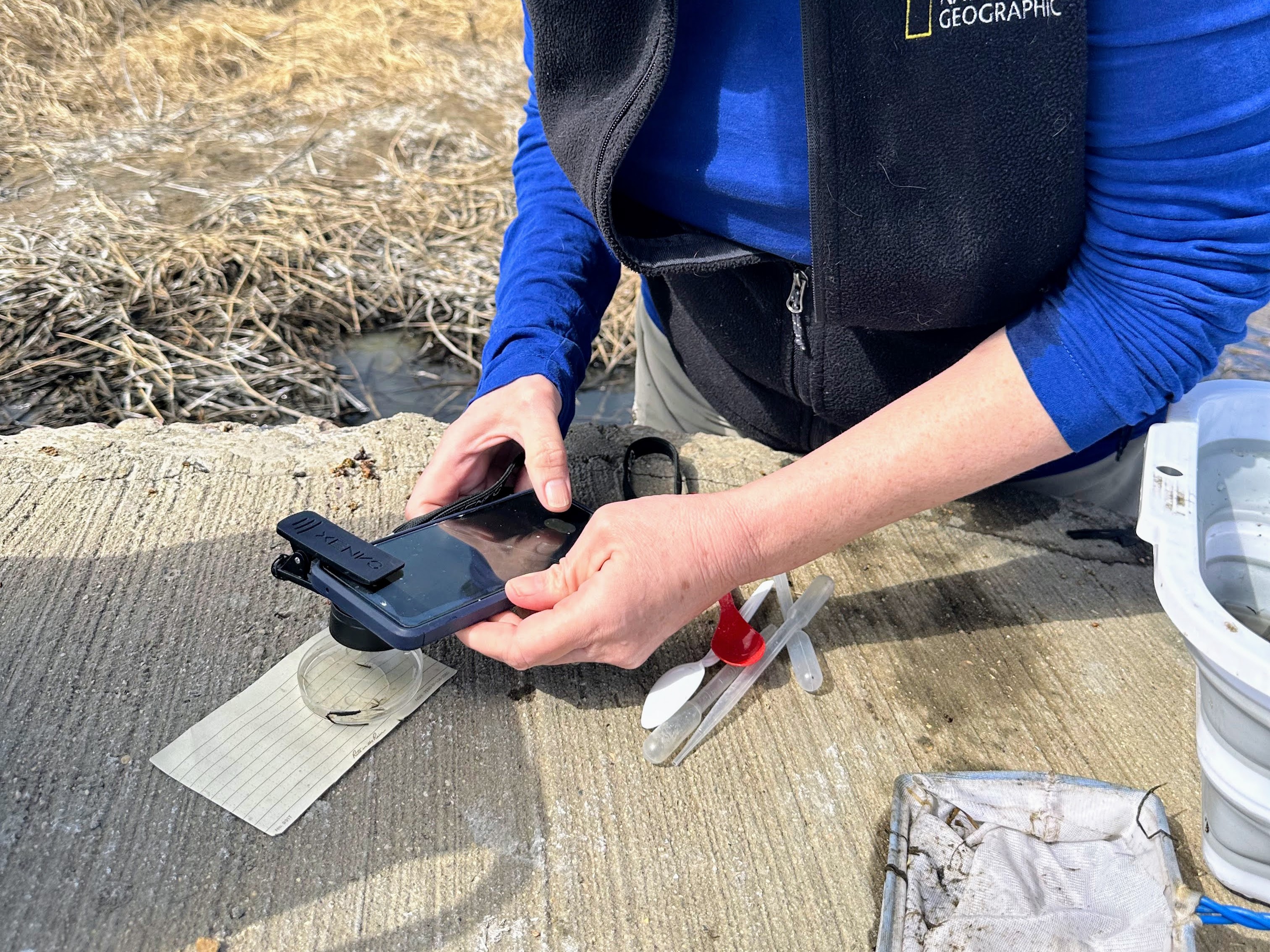 a person holds a phone with an attached lens over a petri dish holding a macroinvertebrate in order to capture a photo for the MacroBlitz project