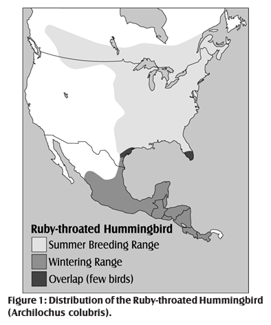 map from Elementary GLOBE's Honing in on Hummingbirds activity showing the distribution of ruby-throated hummingbirds