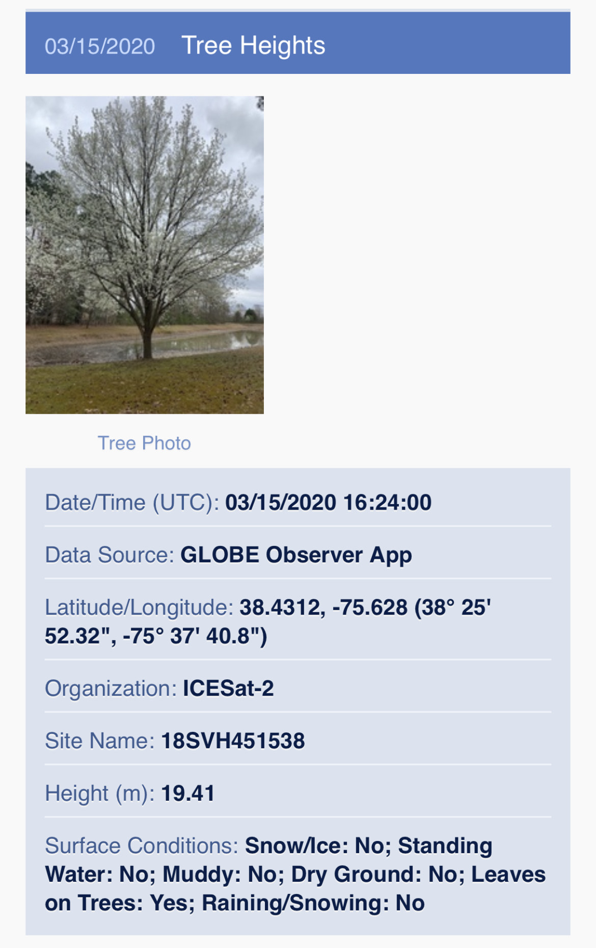 Tree Height observation - March 15, 2020