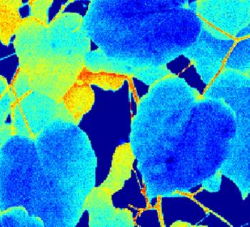 Same leaves, photographed using the infrared imager