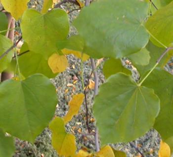 Poplar leaves photographed using a digital camera