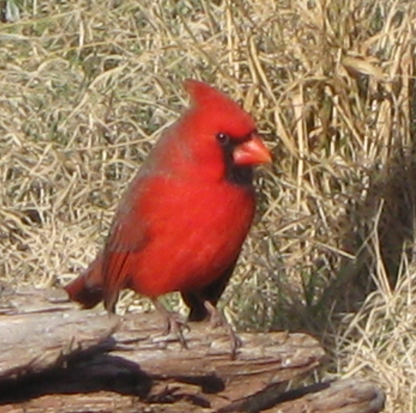 figure_4_cardinal.JPG