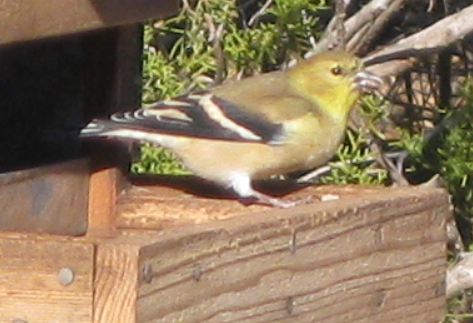 figure_5_goldfinch.JPG