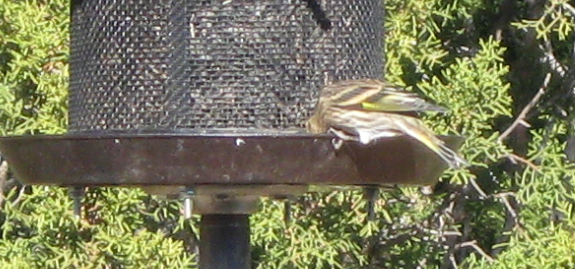 figure_6_pine_siskin.JPG