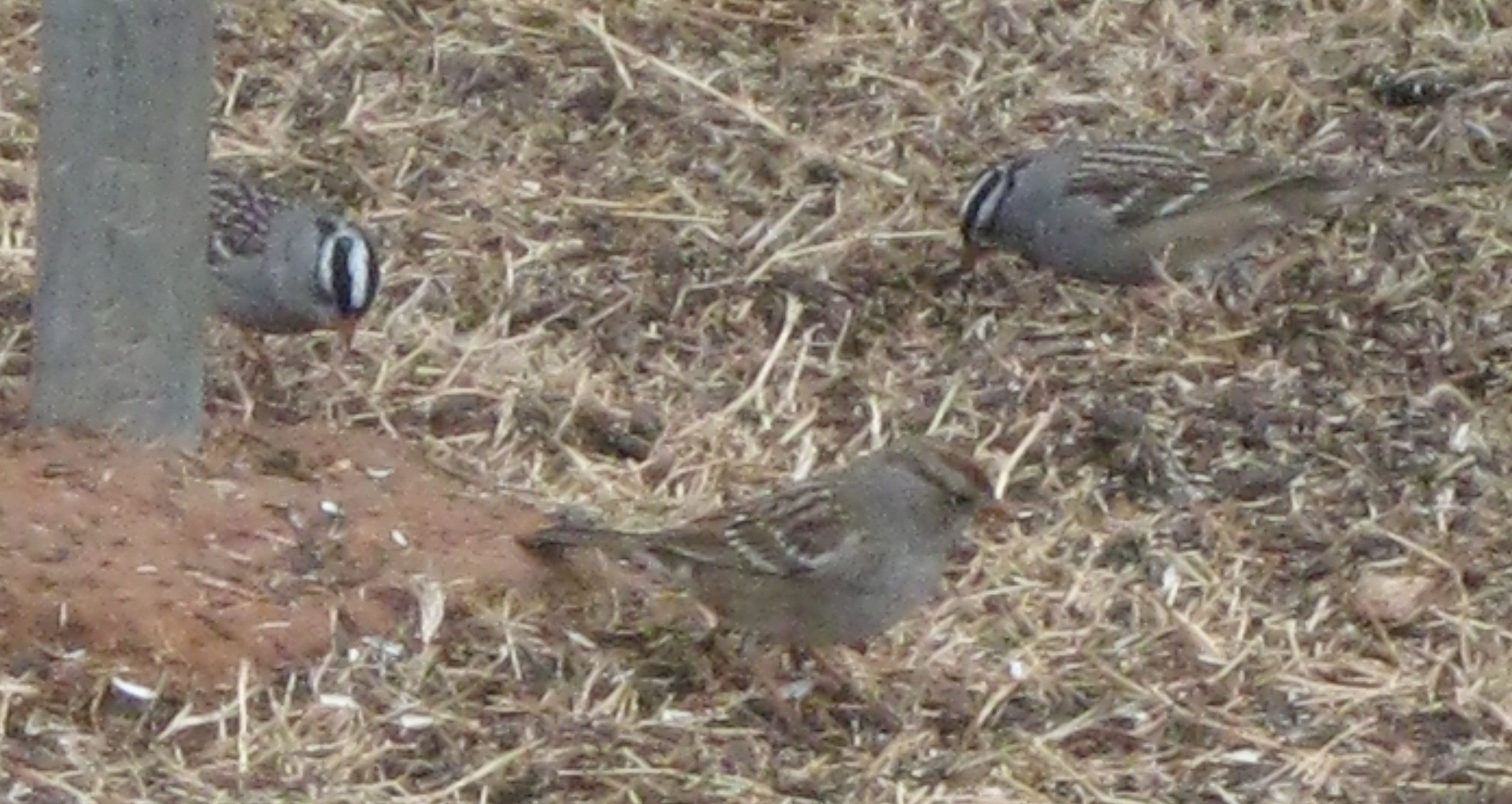 figure_7_white_crowned_sparrow.JPG